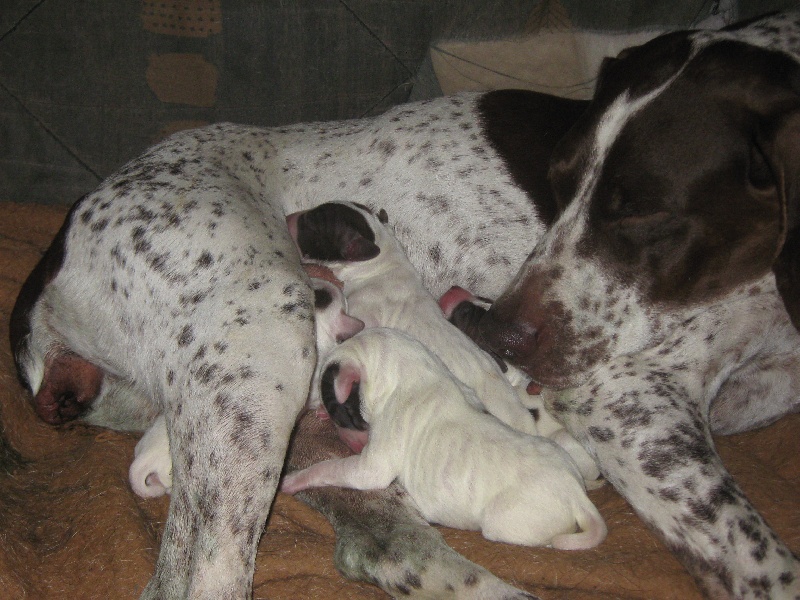 chiot Braque français, type Pyrenees (petite taille) De Landa Tikia